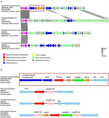 Comamonas thiooxydans Expressing a Plasmid-Encoded IMP-1 Carbapenemase Isolated From Continuous Ambulatory Peritoneal Dialysis of an Inpatient in Japan